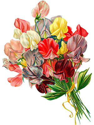 Sweet Peas Bouquet - Flowers - Plants - Images - Library