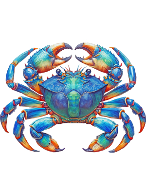 Cool Colored Crab - 143